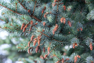 A branch of blue spruce with young cones, outdoor, background. Blue spruce branch close up. Christmas tree branch texture.