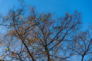 Dry beautiful crown of a tree against a blue sky with white clouds. View of a large crown of a tree...