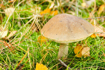 Birkenpilz Waldpilz essbar draußen im Wald