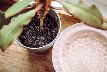 Adding water beads gel balls in houseplant pot in home. Watering system concept.
