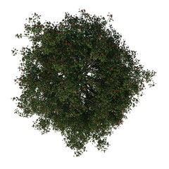 Top view tree (Red Horse chestnut 1) png