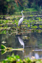 great white heron