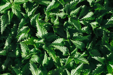 Wild growing nettle background. Green herb texture. Medicinal healthy leaves. Nettle leaf. Vibrant color outdoor garden pattern. Healthy herbal tea plant.