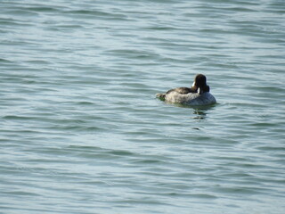 A female bufflehead duck swimming in the coastal wetland waters of Assateague Island, in Worcester County, Maryland.