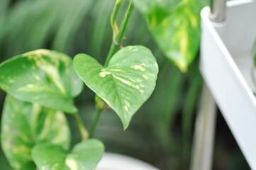 Devils Ivy, Golden Pothos or Hunters Robe or Epipremnum aureum or Araceae