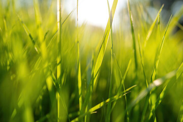 Obraz premium Beautiful Photo of Green Grass In Sunny Day