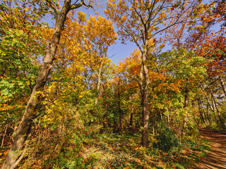 Fototapeta premium Farben des Herbstes