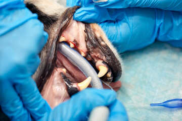 close-up procedure of professional teeth removing dog in a veterinary clinic. Anesthetized dog on...