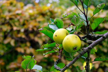 yellow and green apples on a branch of a apple tree, apple harvest in october in autumn