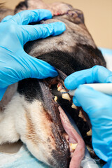 close-up procedure of professional teeth removing dog in a veterinary clinic. Anesthetized dog on surgical table. Pet healthcare concept.