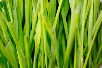 close-up of green grass texture as natural background