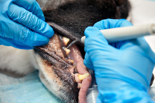 Veterinary dentistry. Dentist surgeon veterinarian treats and removes the teeth of a dog under anesthesia on the operating table in a veterinary clinic. Sanitation of the oral cavity in dogs close-up