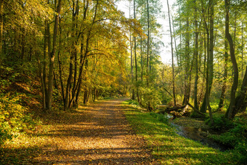 Fototapeta na wymiar Colorful Autumn Forest Path with leaves - beautiful fall scenery