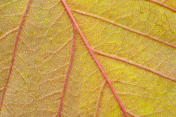 Macro photo of Autumn Foliage. Red and yellow Leaf texture close up. Midvein Primary vein, Secondary vein. Back side. Villi. Leather. Abstract autumn background for designer