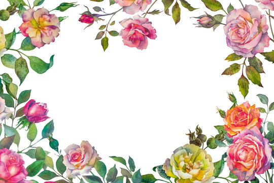 A frame of flowers. Composition of roses. Multicolored roses isolated on a white background. Botanical watercolor illustration.