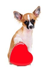 chihuahua dog  with heart shape box