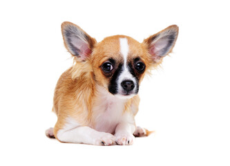 chihuahua dog lying on the floor