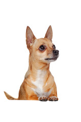Chihuahua dog standing on blank board in a white studio