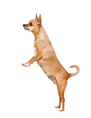 Chihuahua dog standing on hind legs in a white studio