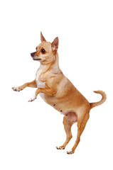 Chihuahua dog standing on hind legs isolated on white