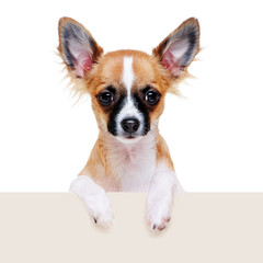 chihuahua dog with blank board