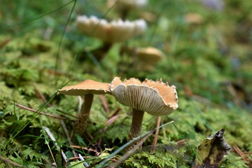 Mushrooms in the forest
