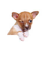 chihuahua puppy with white blank winking