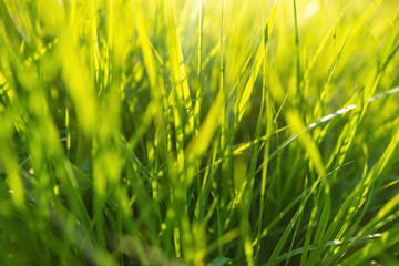 Beautiful Photo of Green Grass In Sunny Day