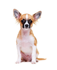 chihuahua sitting on white background