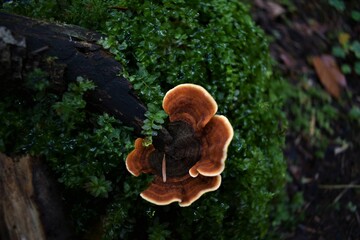 Fototapeta premium Mushrooms in the forest