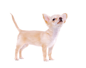 Naklejka premium Chihuahua puppy standing on white background