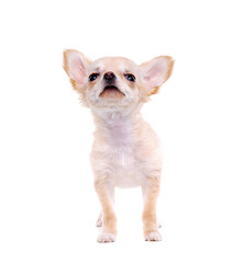 Chihuahua puppy looking to the copy space area