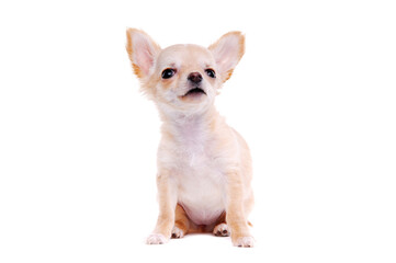 Chihuahua puppy sitting on white background