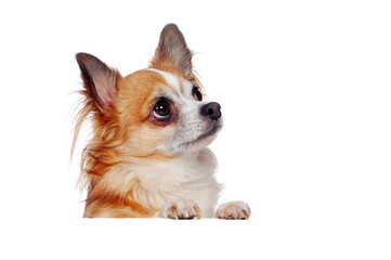 Obraz premium Closeup picture of a long haired Chihuahua with the blank board