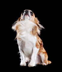 front view portrait of a sitting chihuahua puppy looking up in a black studio