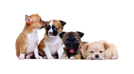 four chihuahua puppies sitting in a row