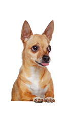 Funny Chihuahua dog on the blank board showing tongue