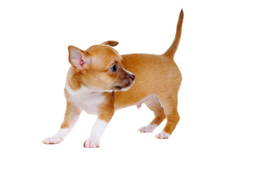 little chihuahua puppy looking back