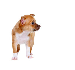 little chihuahua puppy looking to the copy space area