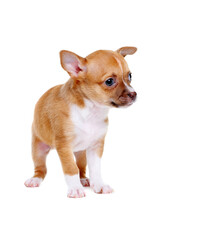 little chihuahua puppy on white background