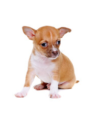 little chihuahua puppy sitting on white background