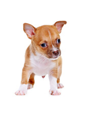 little chihuahua puppy