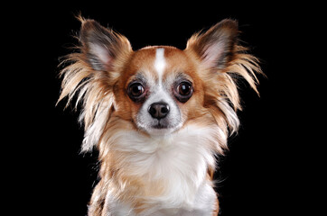 Long haired chihuahua dog closeup portrait  on black