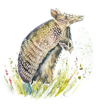 Armadilo. Watercolor hand drawn sketch
