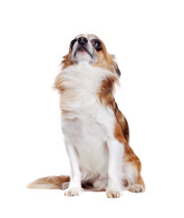Fototapeta premium Sitting long haired chihuahua dog isolated on white looking up