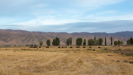 Horses in a pasture against the backdrop of mountains, morning in the steppe of Kyrgyzstan