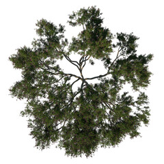 Top view tree (Rain Tree Albizia Saman 2) png