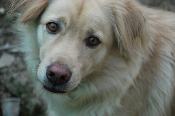 close up golden retriever dog  face on the ground