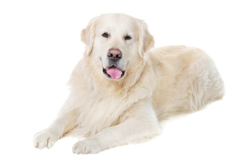 Adult laying dog isolated on white background