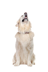 Full length of a golden retriever in a white studio looking up to the copy space area